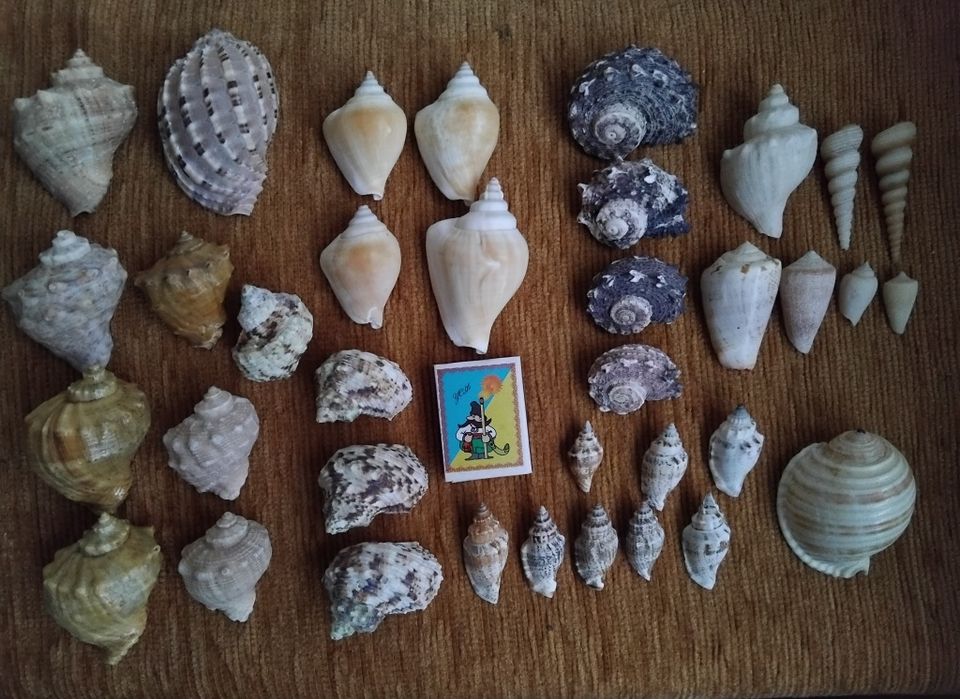 Ракушки морские. Мушлі.