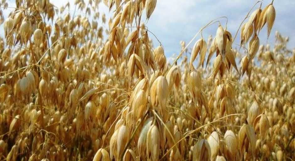 Sprzedam Owies paszowy