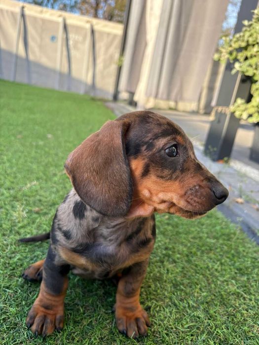 Jamnik miniaturowy merle