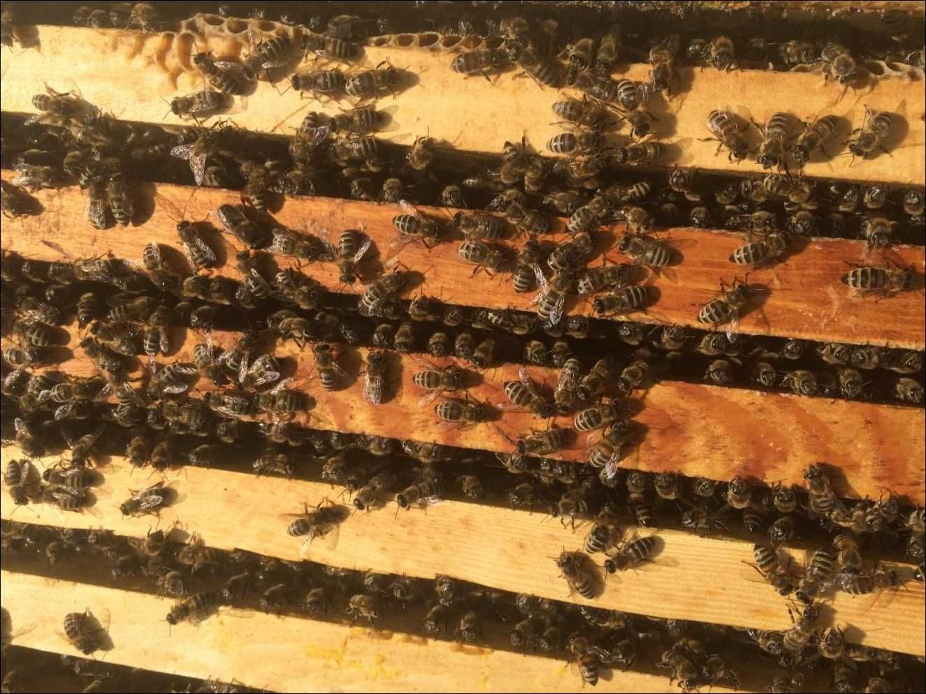 Пчёлы, отводки пчёл, пчелопакеты. С плодными пчеломатками 2023-24г