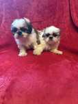 Shih tzu miniaturki suczki do odbioru