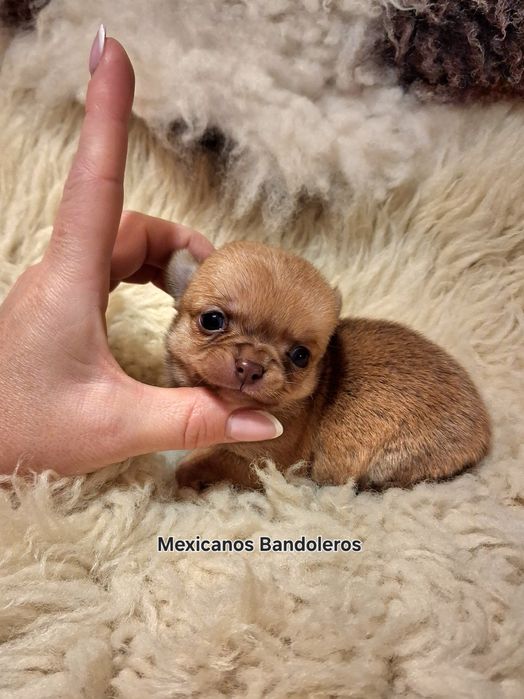 NAJPIĘKNIEJSZA MINI Królewna chihuahua. Cudna sunia !