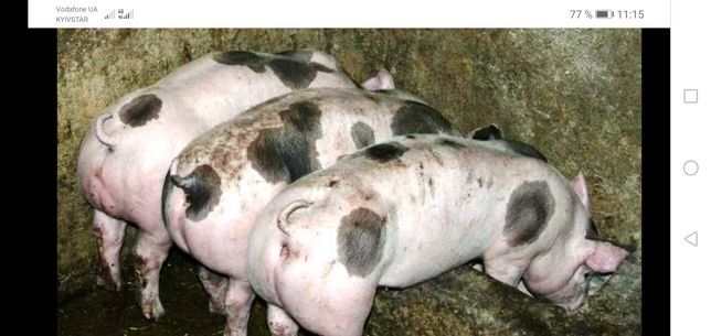 Продам  свиней мясной породы
