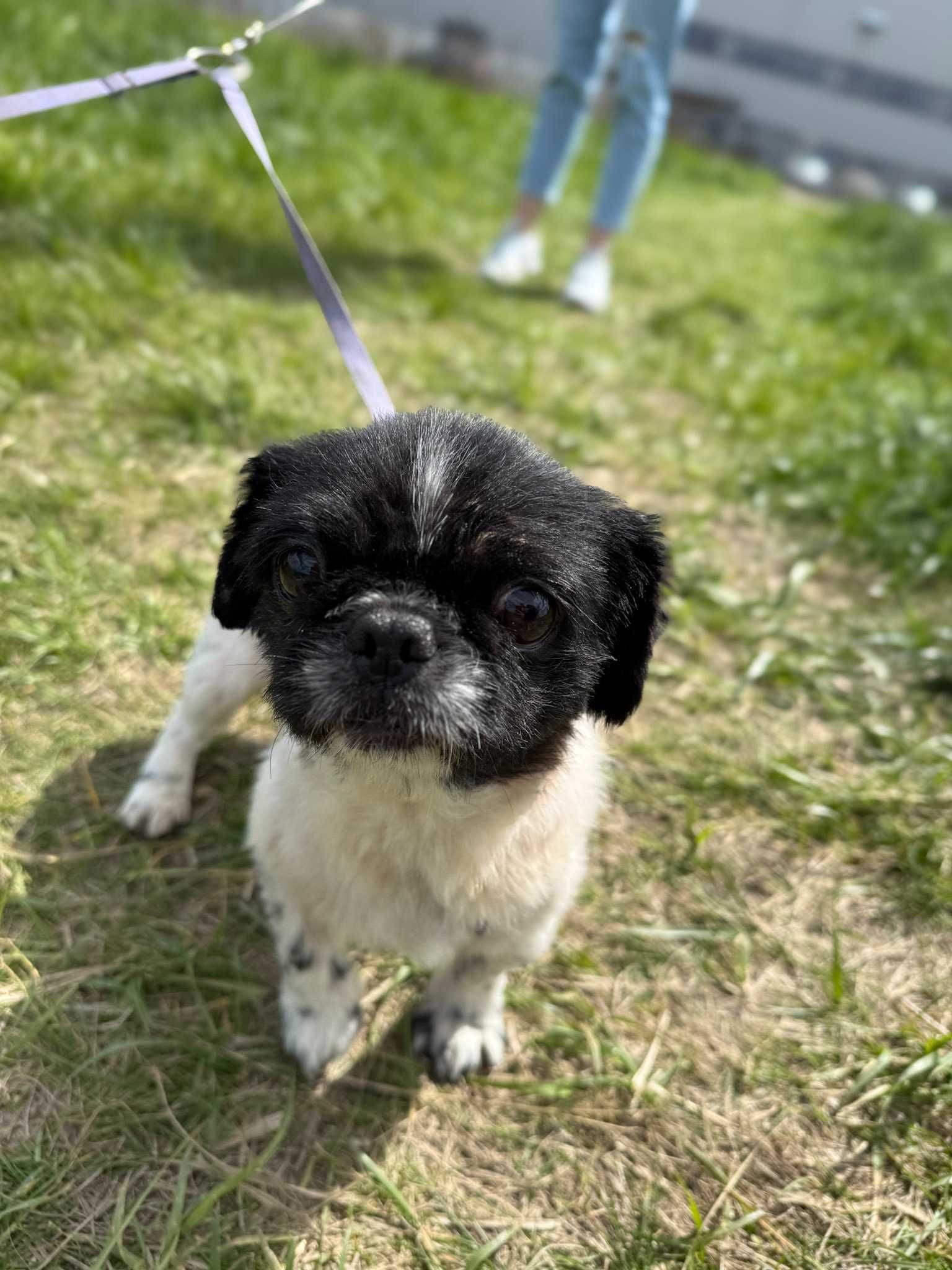 Miki i Momo - pekińczyki szukają domu tymczasowego! Psy w typie rasy.