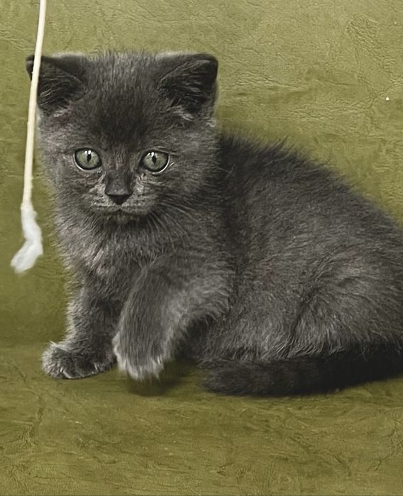 Кошенятко у люблячу родину