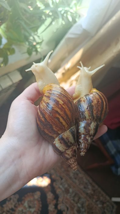 Равлик домашній ахатина ретикулята альбінос