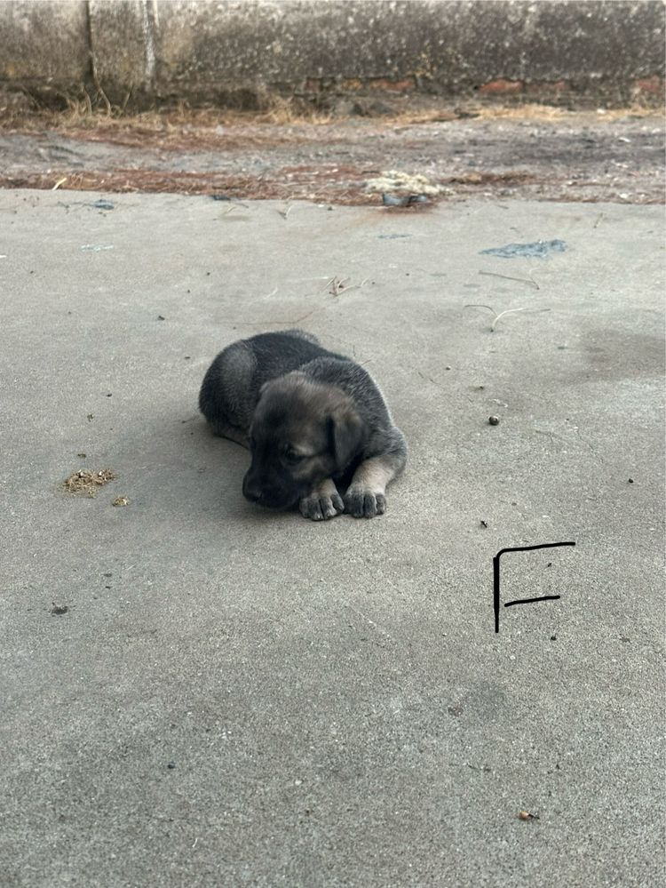 Cães rafeiros alentejanos para dar