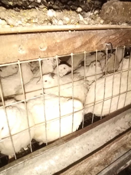 Пропоную техаського перепела. ІЯ