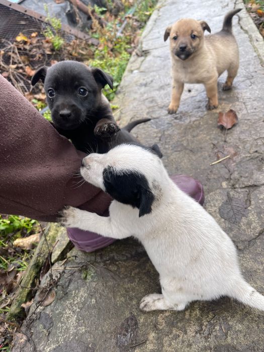 Отдам щенков в добрые руки Новая Дача