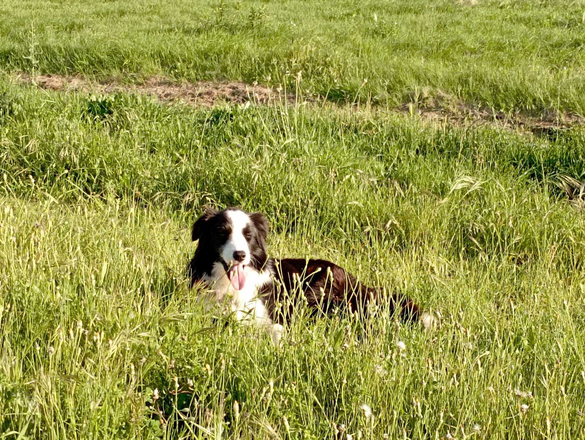 Border collie macho preto e branco