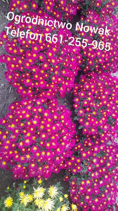 Chryzantemy Producent