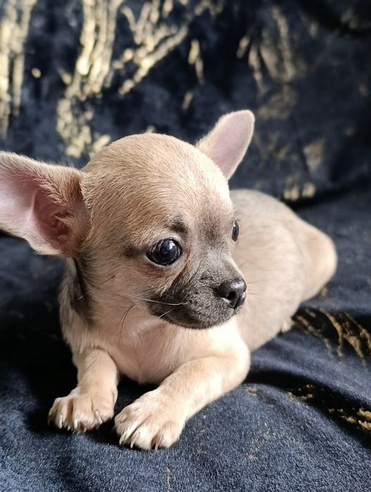 Suczka krótkowłosa chihuahua