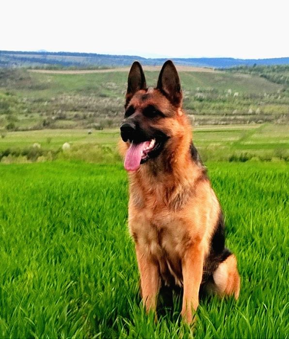 Продається собарка