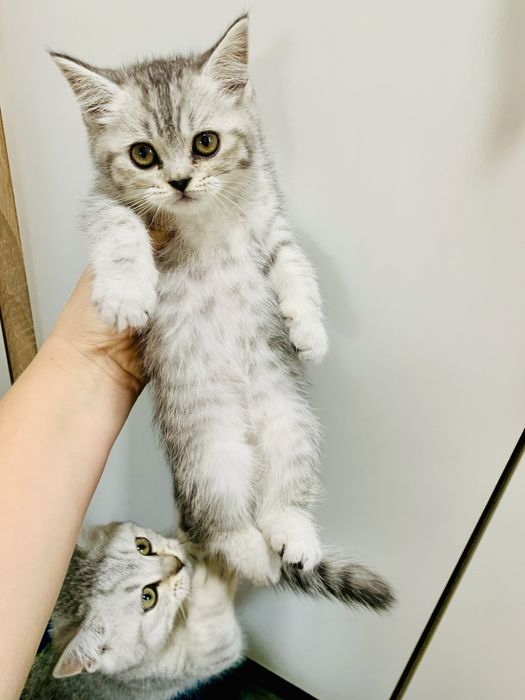 Перетримка , виховання , перевиховання кошенят