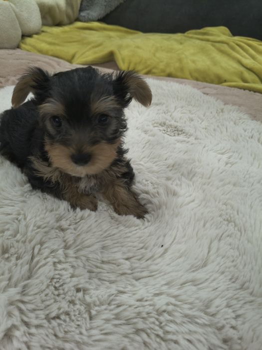 Sprzedam małego  jorka terrier