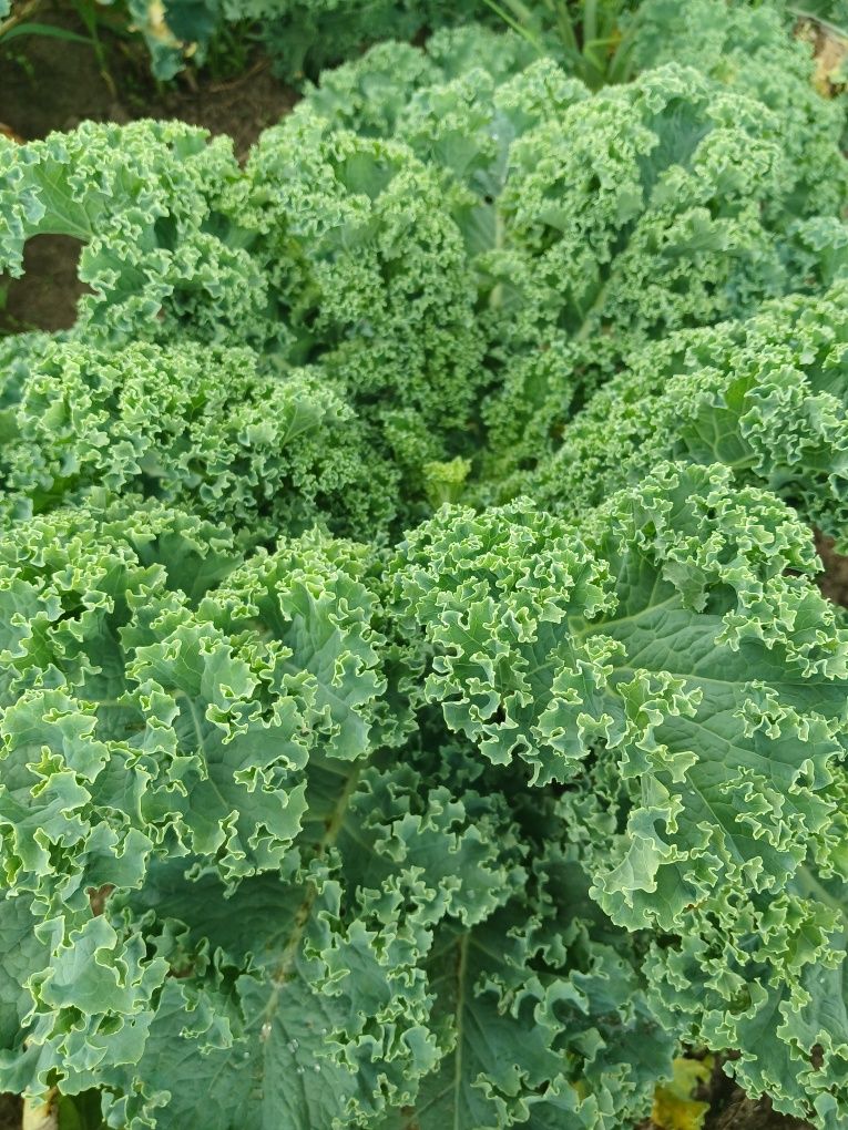 Капуста Кале,Кейл(Kale)