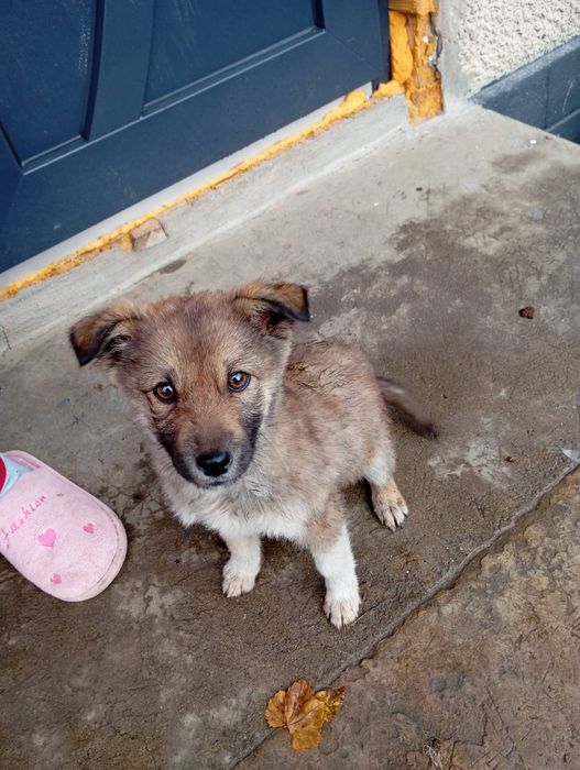 Віддам песика дівчинка в добрі руки
