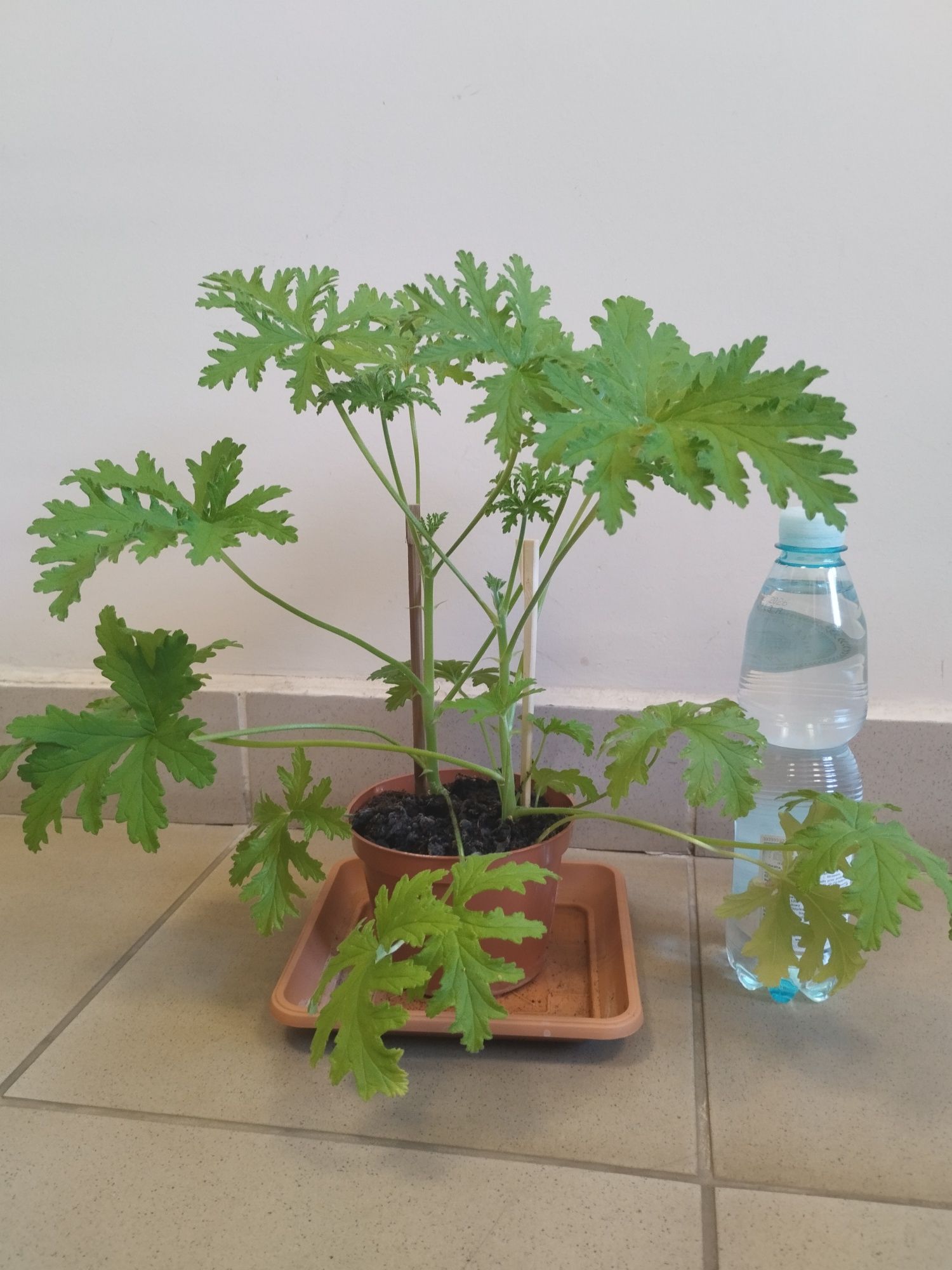 Geranium - anginka. Dwie duże szczepki w jednej doniczce.