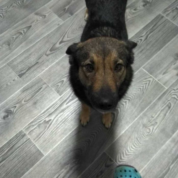 Пропала собака погналась за чужой собакой.