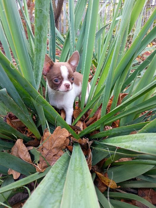 Чихуахуа в пошуках 7-ї