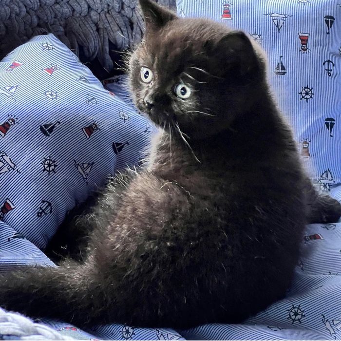 Продаємо шотландських прямовухих кошенят