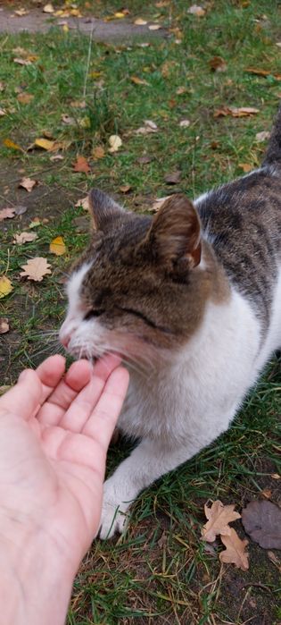 Pan kotek szuka swojego człowieka
