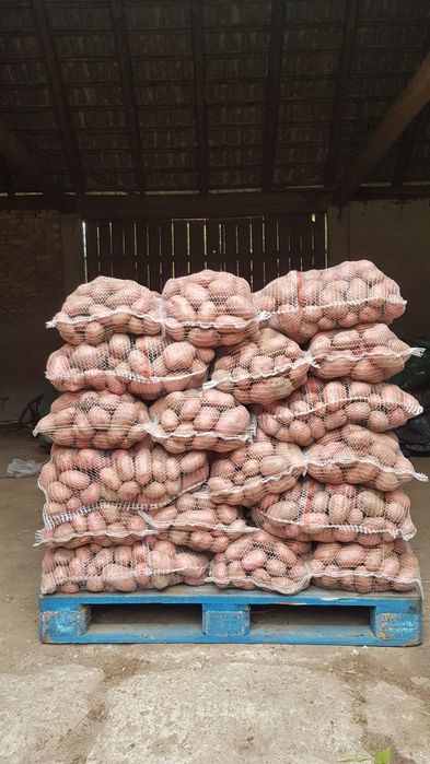 Ziemniaki od rolnika, dostawa Białystok, tradycyjna uprawa, 15kg