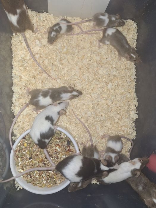 Myszki hodowlane, karmówka dla weża