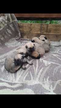 Продам щенков бельгийской овчарки