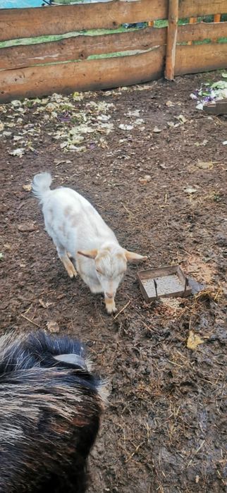 Koziołki miniaturki