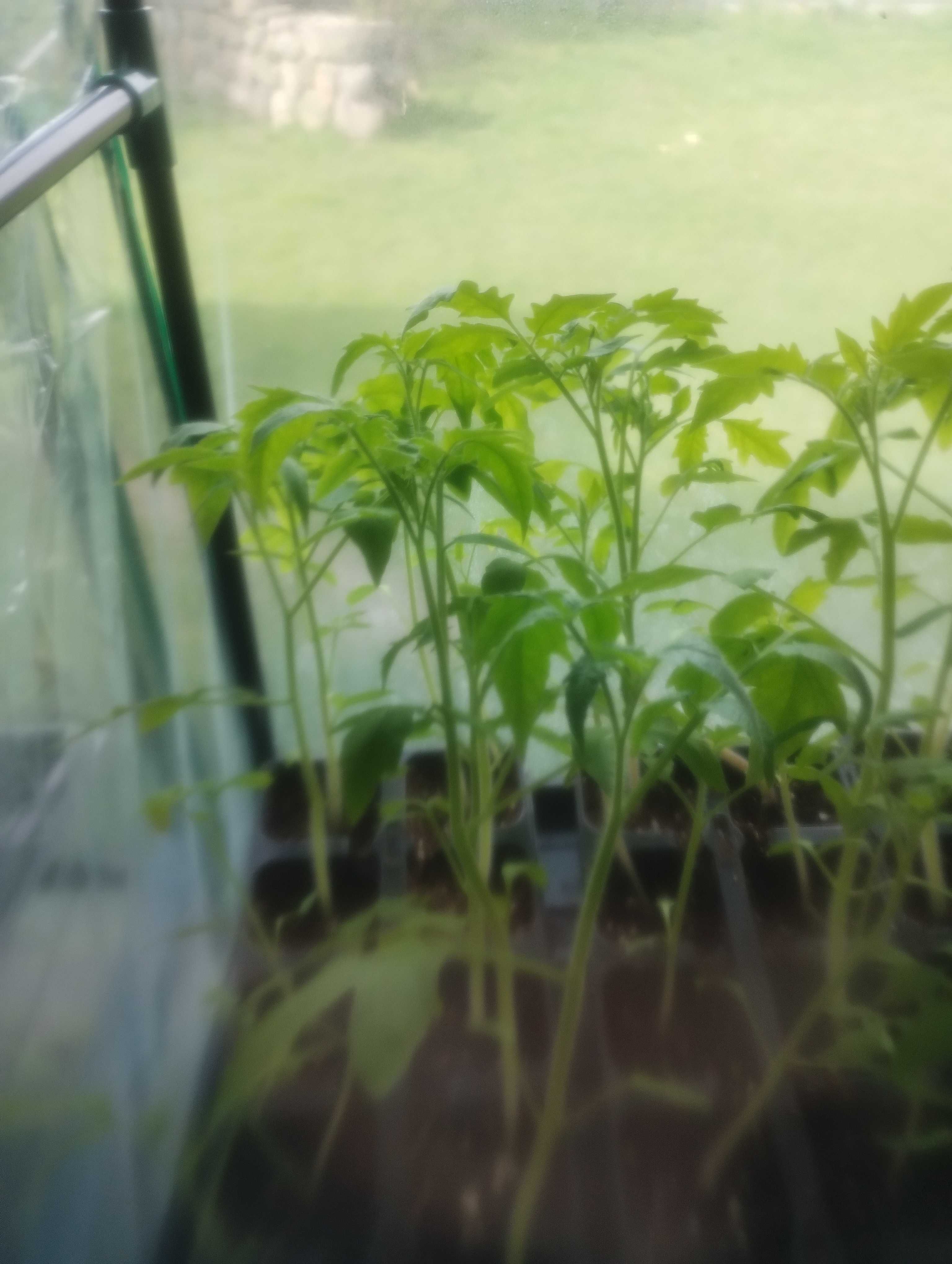 pomidor papryka rozsada parapety