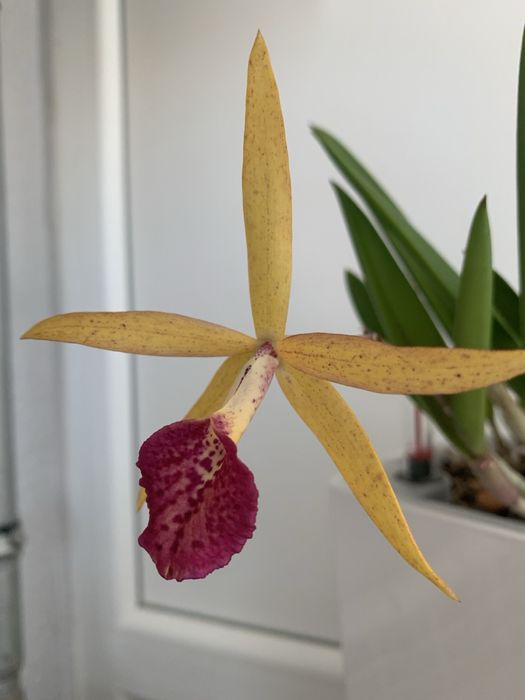 Орхідея екзотична катлея Jairak Finch