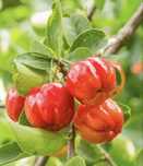 Acerola planta