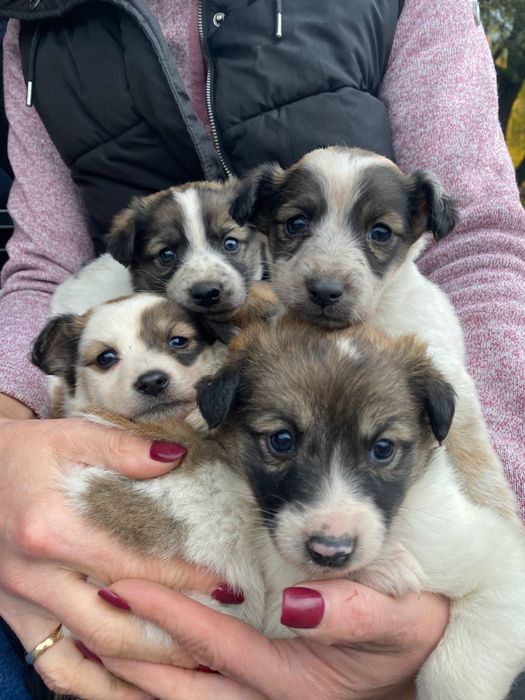 Цуценята шукають дім