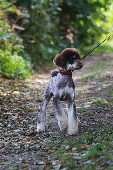 Choco Tan Poodle duży Pudel królewski Czekoladowy Tan Samiec 1,5 roku