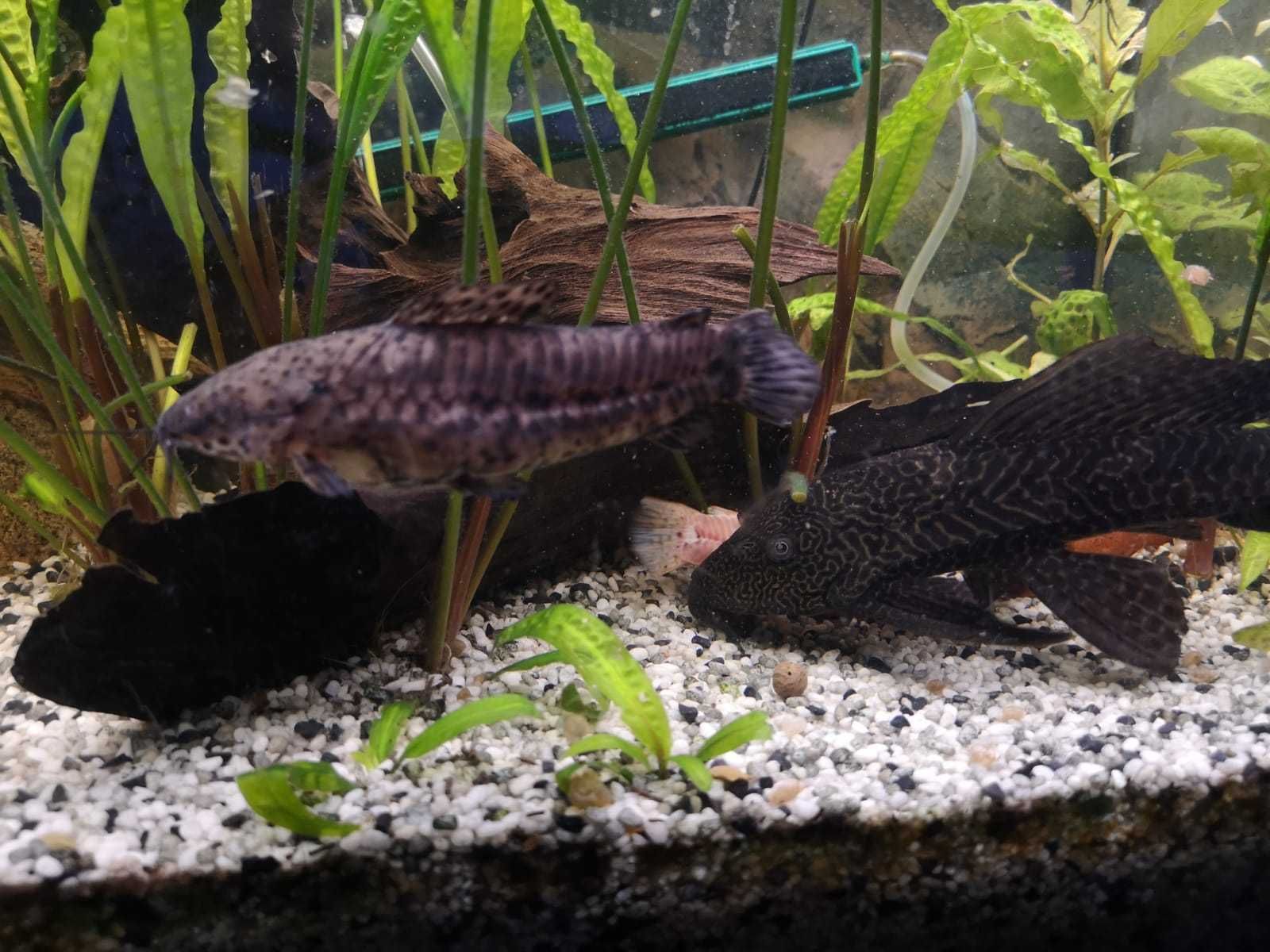 Kiryśnik Glonojad Plecostomus