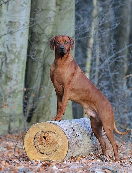 Rhodesian Ridgeback,suczka