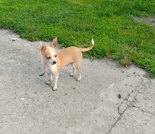 Chihuahua chłopiec