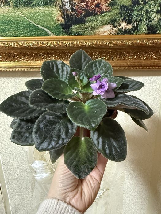 Фіалка(сенполія) продам