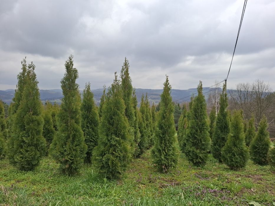 Tuja szmaragd thuja smaragd  100 do 200 cm