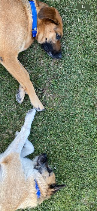 duas cadelas para adopção