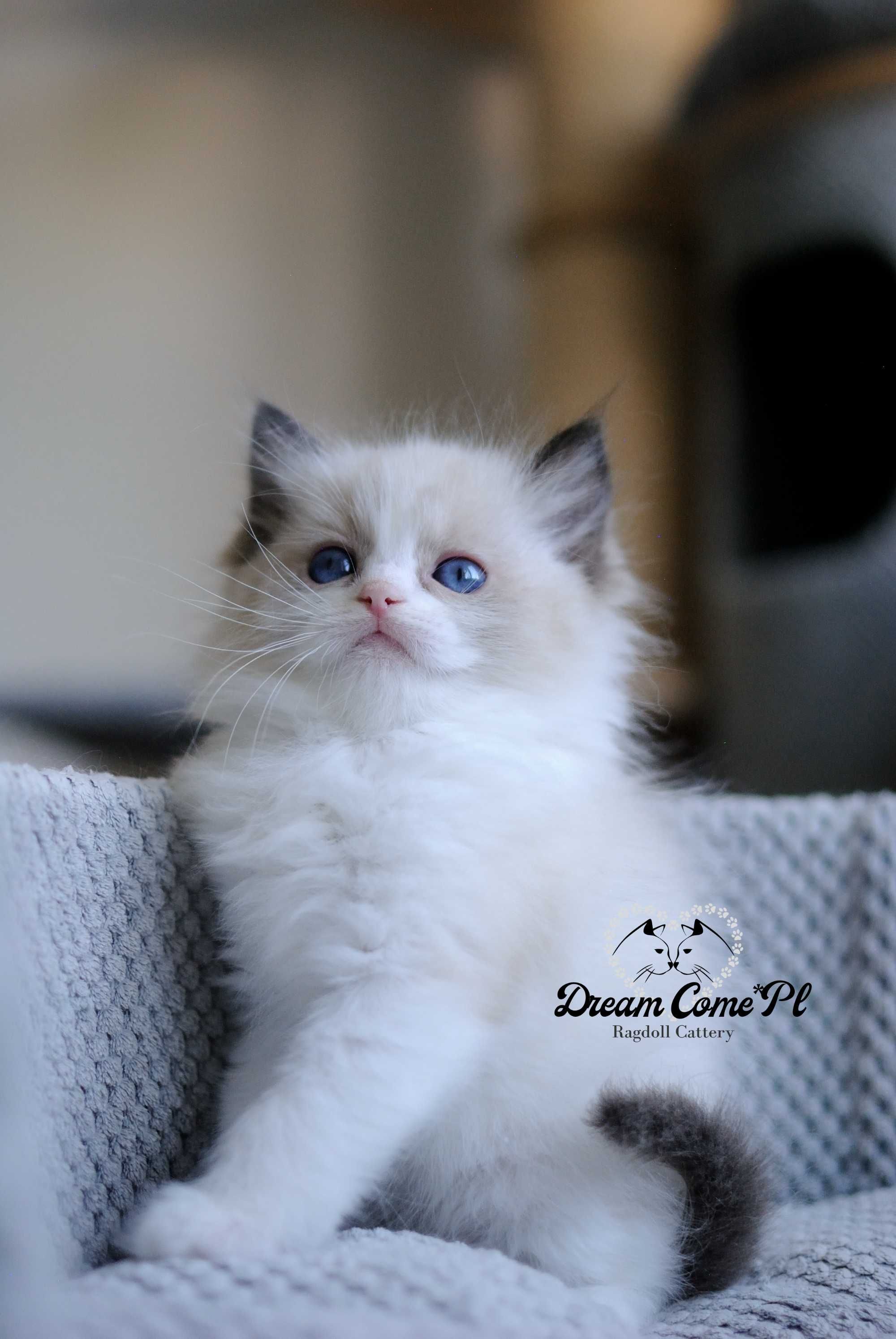 Kotka seal bicolor ragdoll FPL