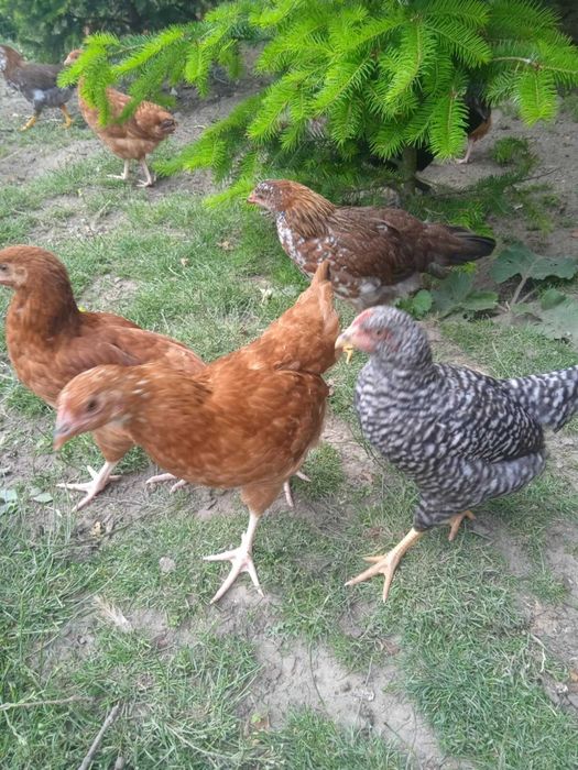 Kury nioski 16 tygodniowe