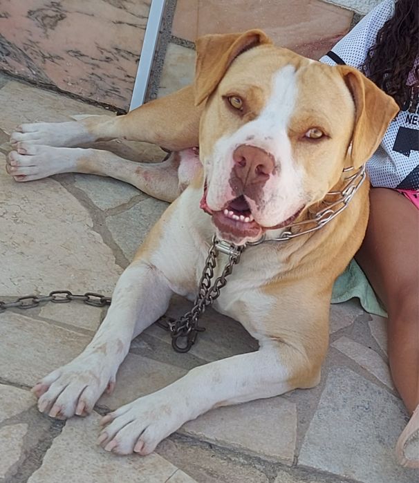 Pit Bull para adoção