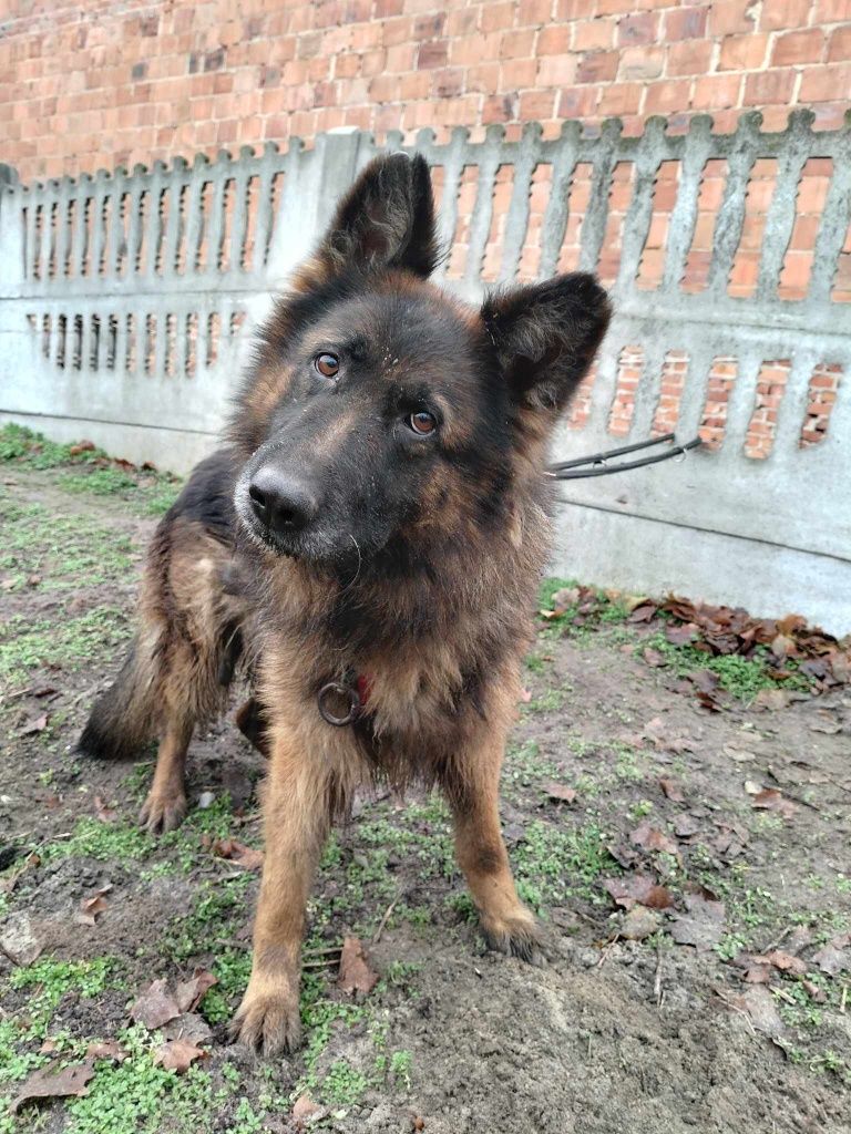 Suczka owczarka Xena do adopcji
