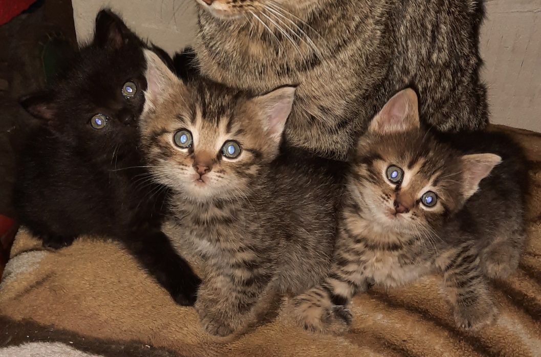 Кошенята шукають люблячу родину