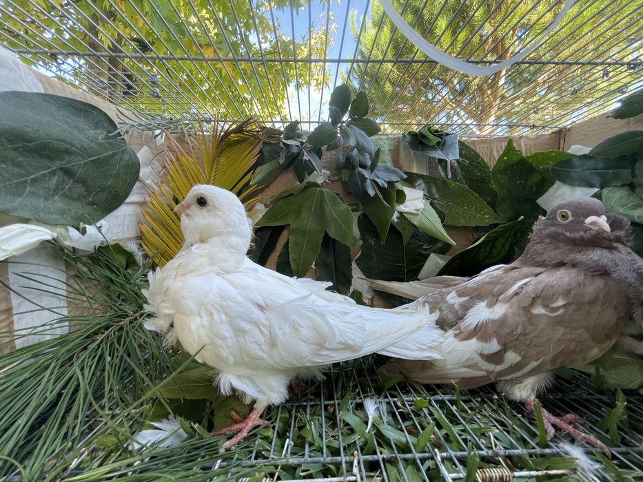 Pombos gravatinha chinesa