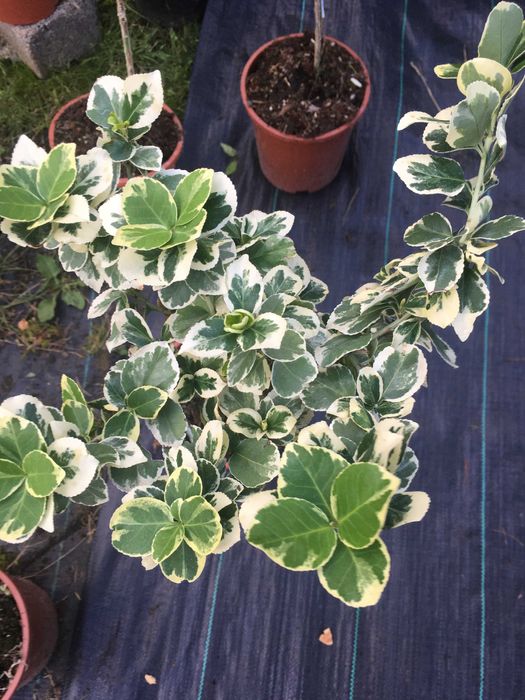 Bonsai  szczepione na pniu iglaste i liściaste  sosna katalpa klon ..