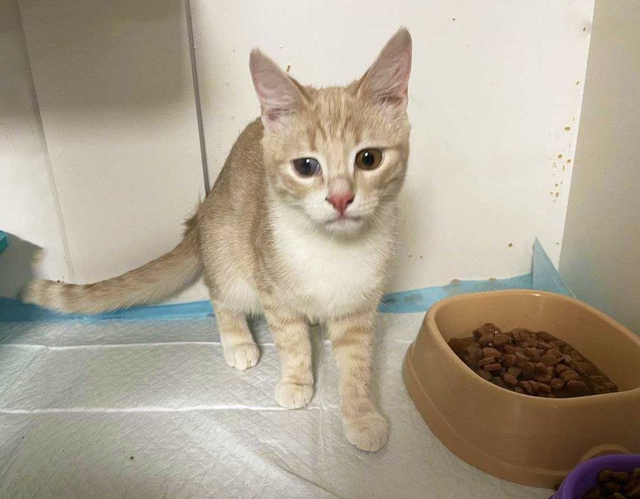 Котенок Голди 3 месяца ищет дом