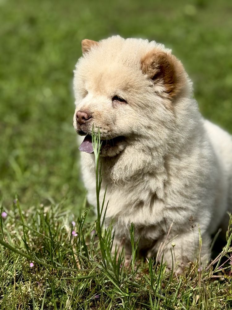 Chow Chow - piesek ARES